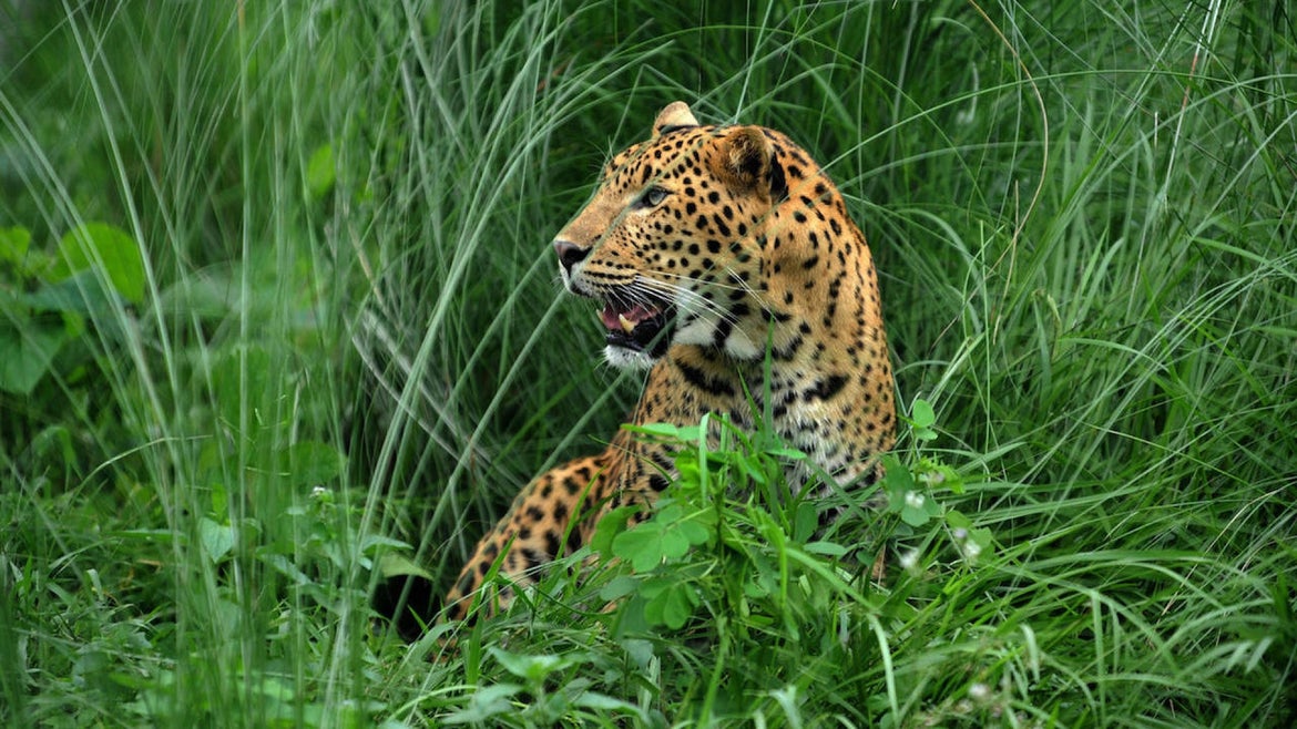 A leopard sits at the rehabilitation centre of the Jaldapara Wild Life Sanctuary, some 165 kms from Siliguri on July 4, 2009.