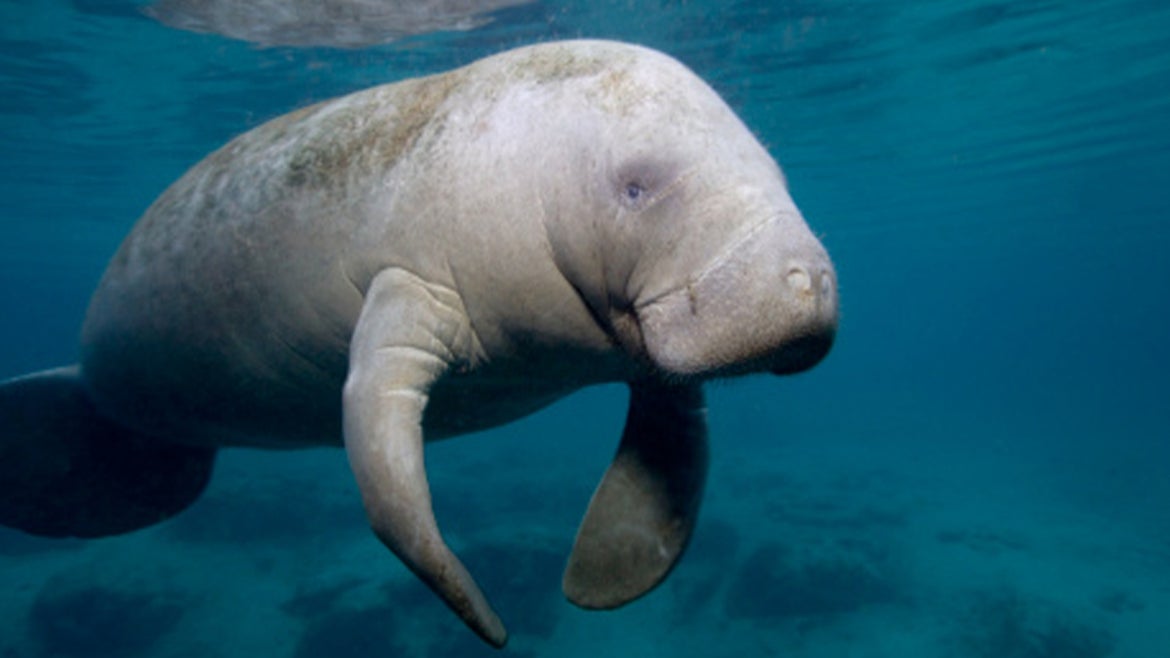 Florida Manatees in the Crystal River Area, Florida 