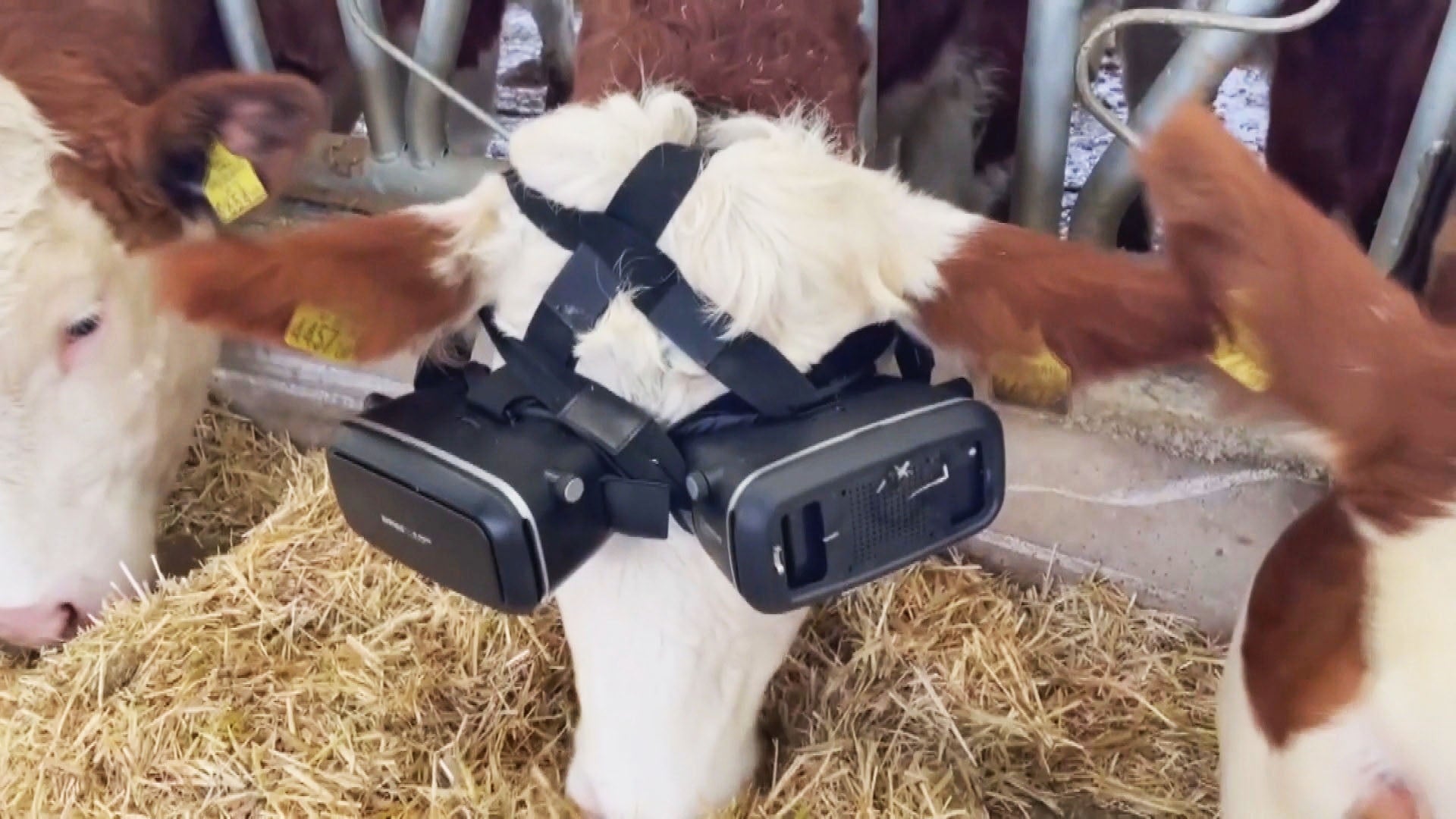 Why Cows Are Virtual Reality Glasses | Edition