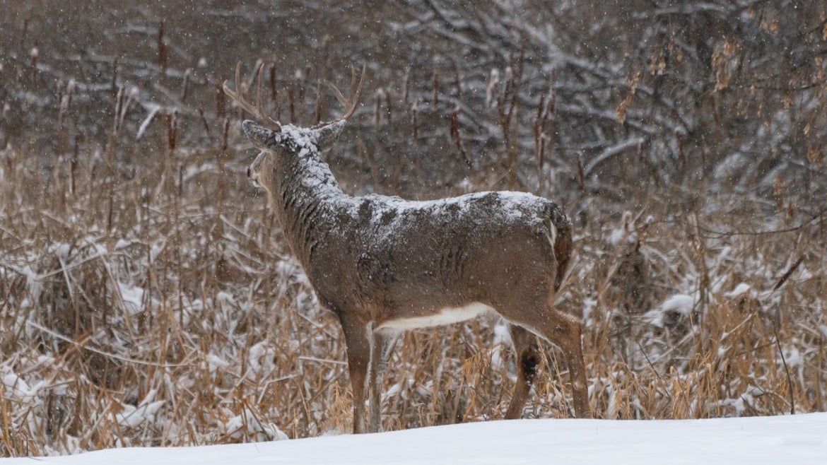 Buck in snow, looking into the distance