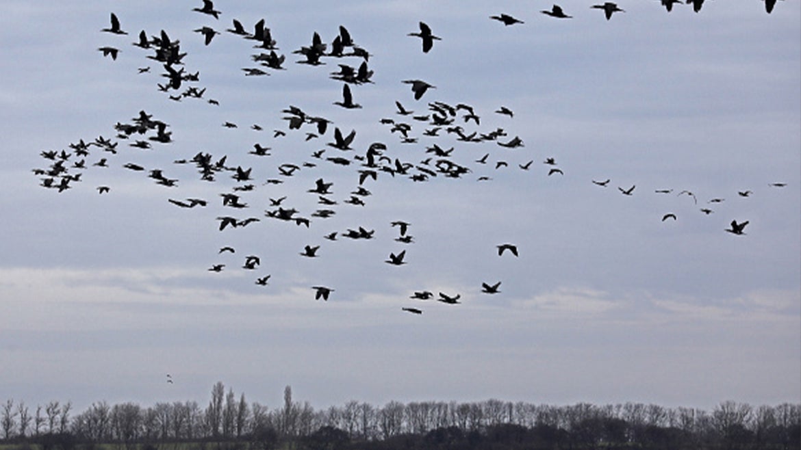 A stock image of birds in flight.