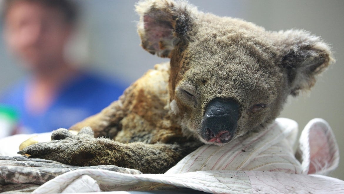 Injured koala