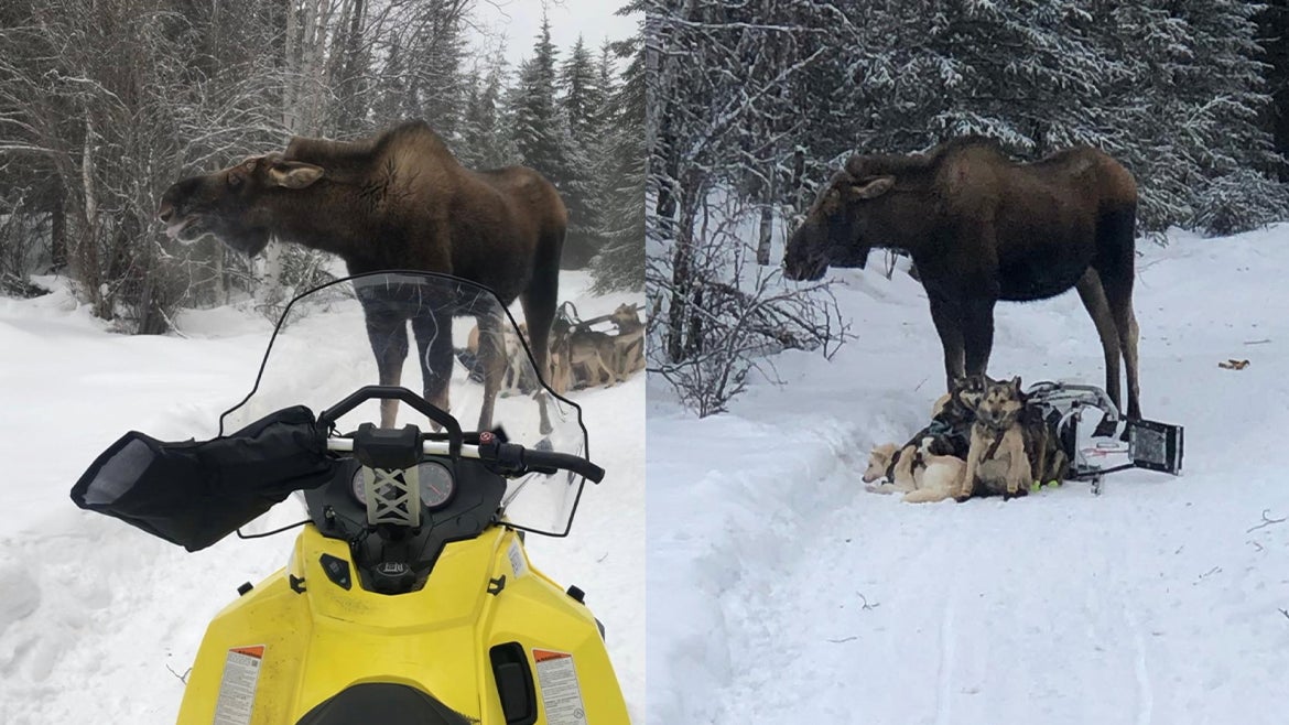 Large bull moose attacking members of the sled team in Alaska.