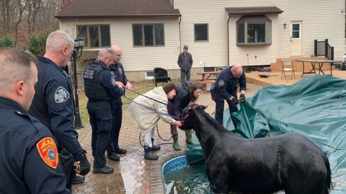 Horse rescued from Pool