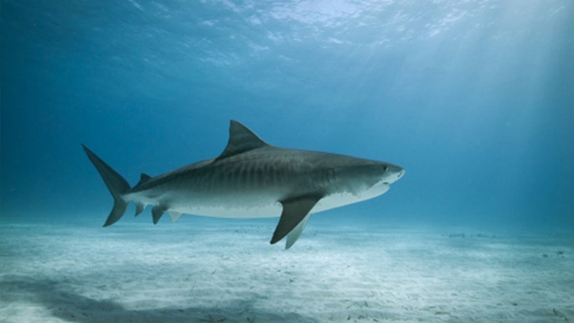 A stock image of a tiger shark. 