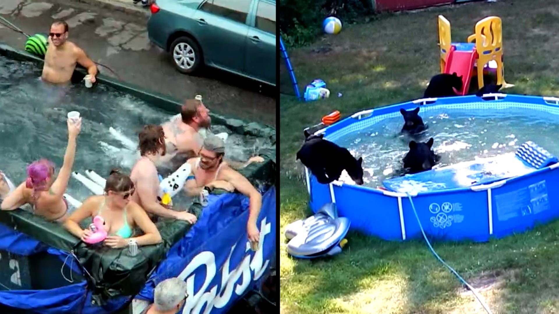 Bears Take Over New Jersey Family's Yard to Swim and Other Pool Party  Stories | Inside Edition
