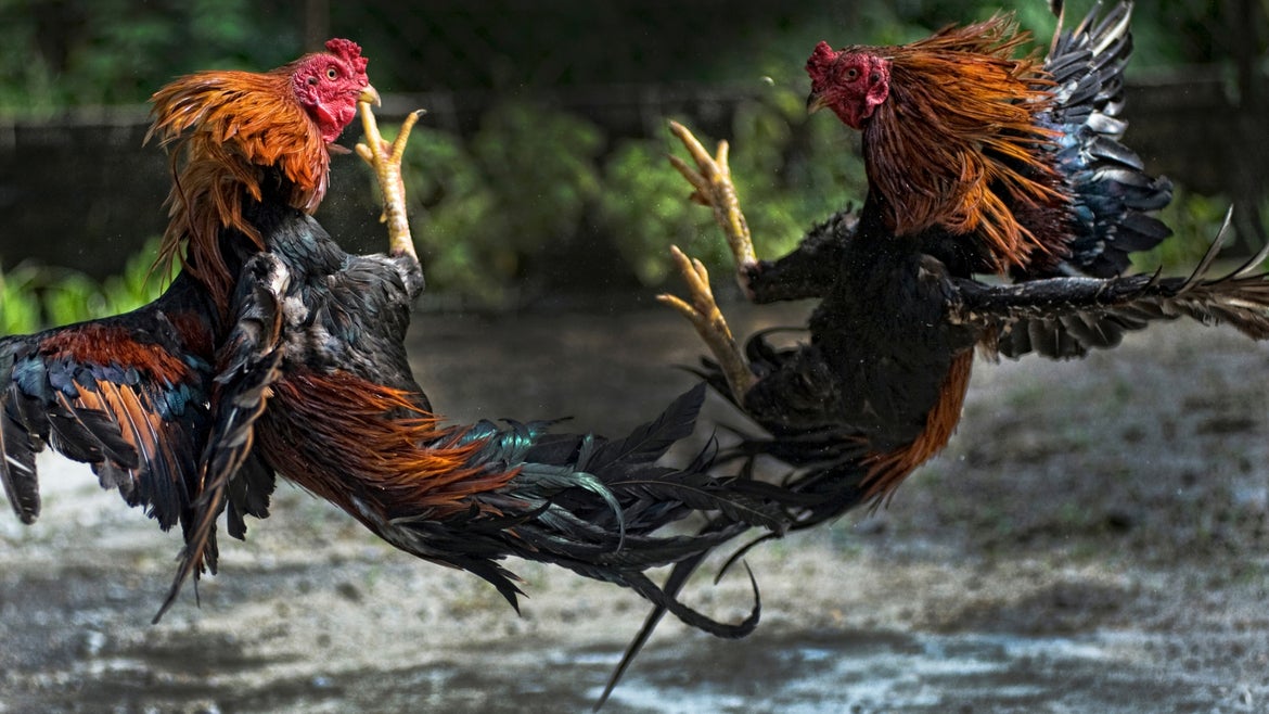 Malaysian roosters cockfighting