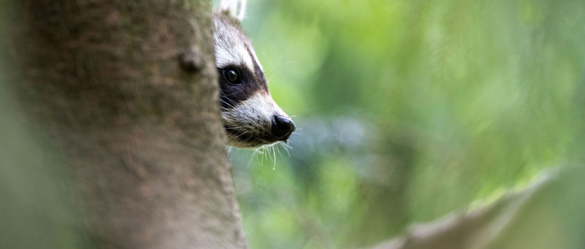 Raccoon peeking from behind tree