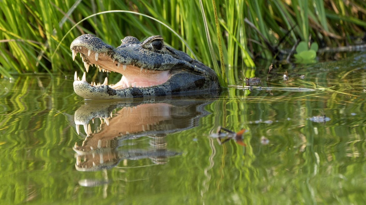 Aligator with open mouth and head above water
