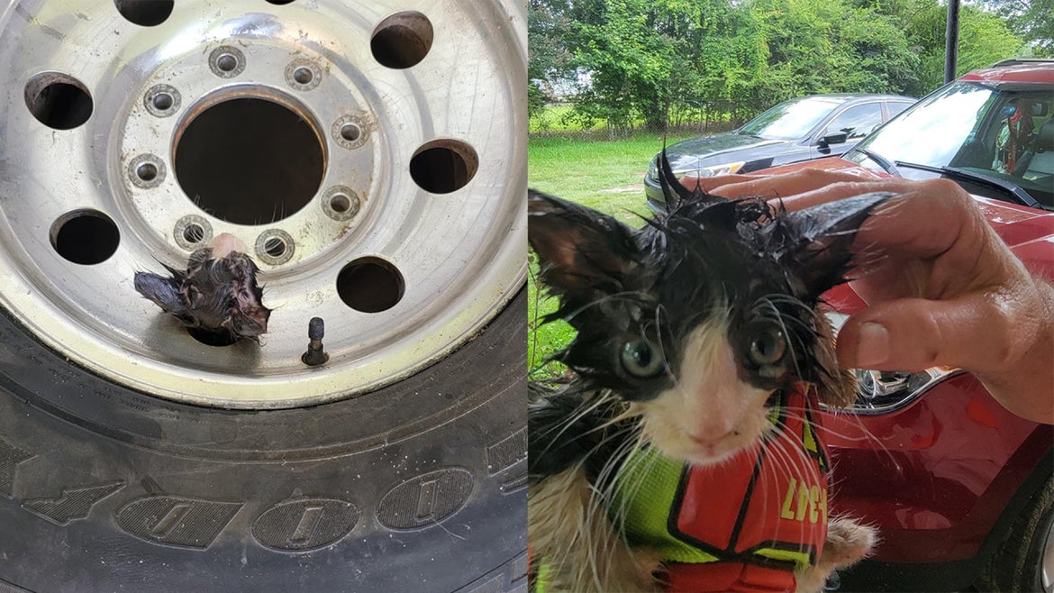two images next to each other, the left side of a cat stuck in the hole of a tire rim and on the right, a photo of the cat, wet, after it was pulled out of the hole.