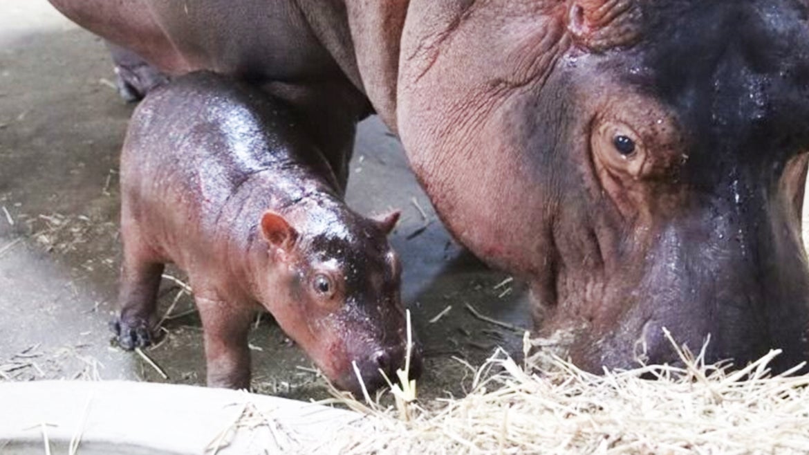 Fiona the hippo's baby brother is spending his first days bonding with his mom, Bibi.