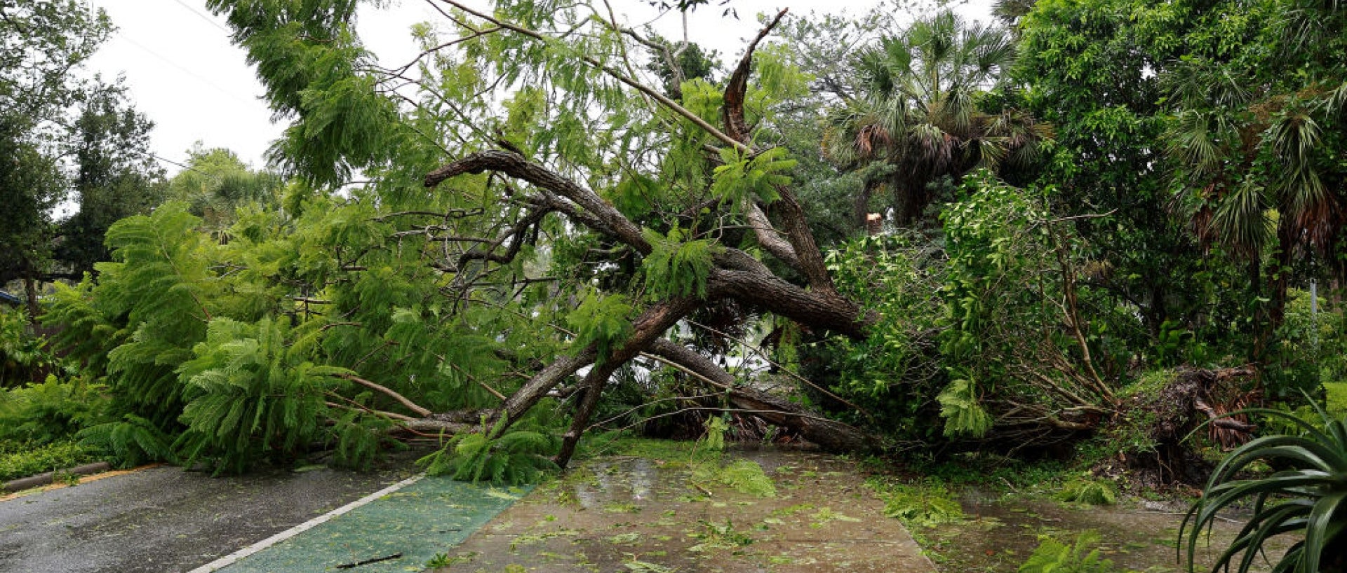 Fallen tree in Sarasota, Florida due to winds from Hurricane Ian