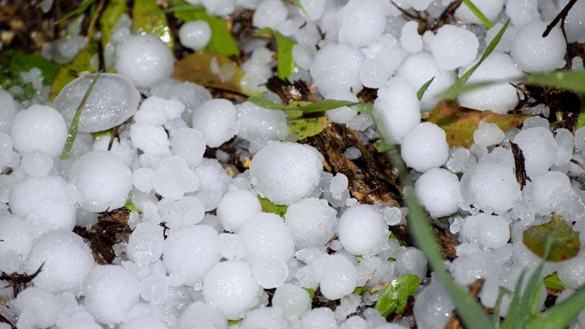 Zoomed in photo of small hail stones on the grass