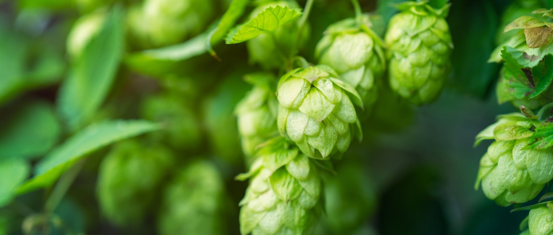 Close-up on hop flowers