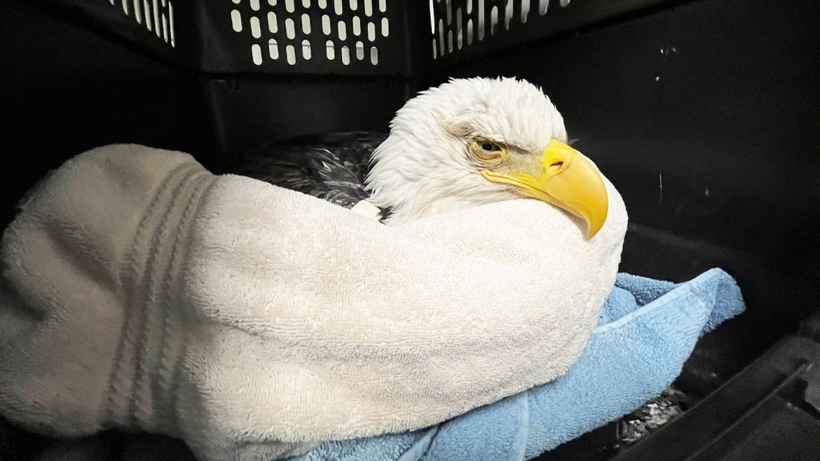 A bald eagle is under observation after suspected pentobarbital poisoning.