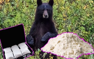 Forensic Document From the Real 'Cocaine Bear' Case Offer Insight Into the True Story That Inspired Film