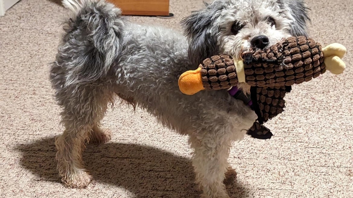 Riu, a miniature poodle that fell into a freezing river, is now thriving.