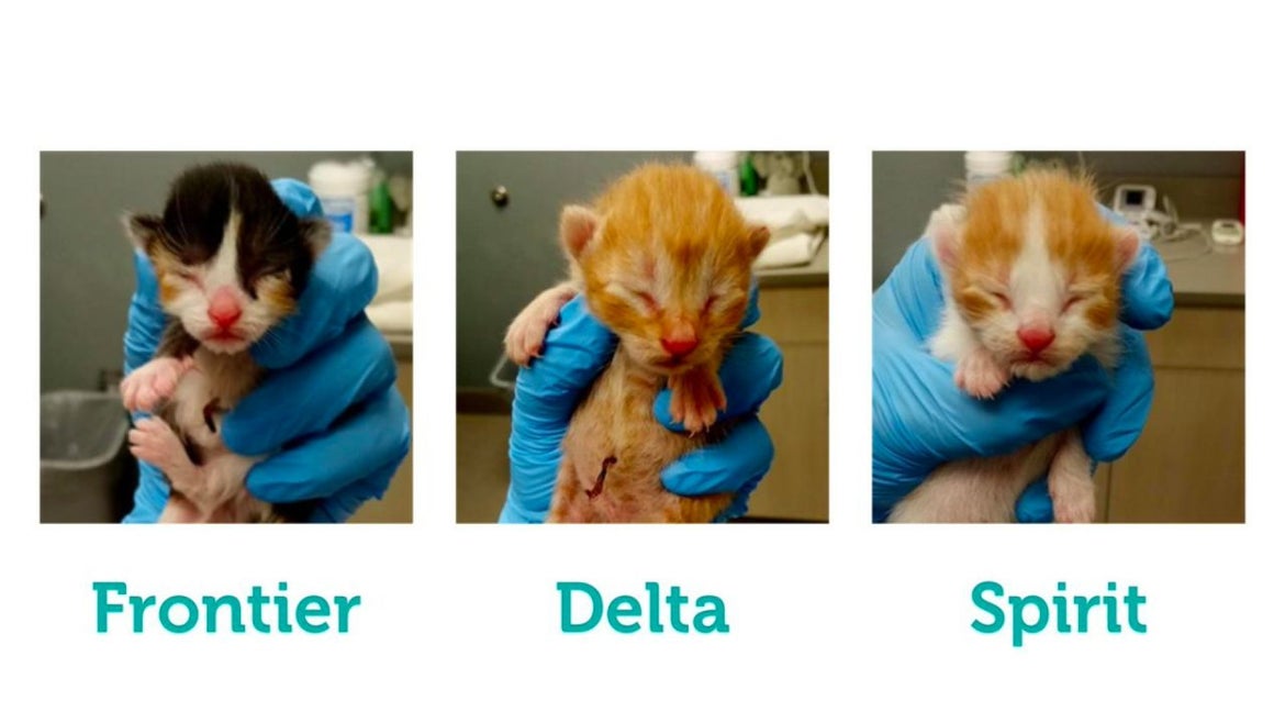 image of three cats named "Frontier," "Delta," "Spirit"
