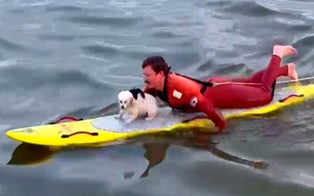 California Lifeguard Rescues Tofu, Small Dog Spotted in the Ocean, and Reunites Pup With Owner